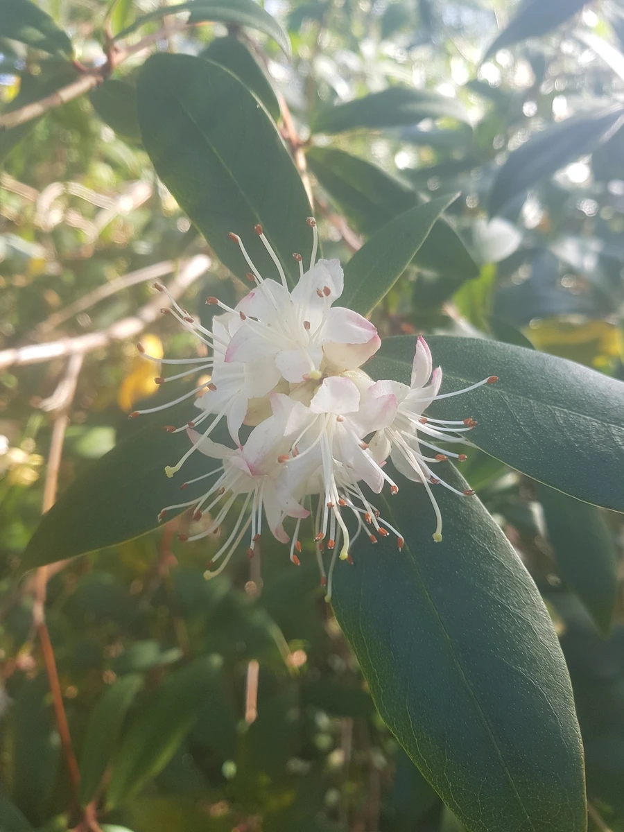 R. hanceanum